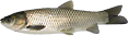 Білий амур