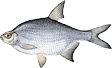 Лящ