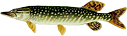 Щука
